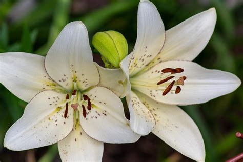 12 Lovely Pictures Of Lilies You Need To See Birds And Blooms