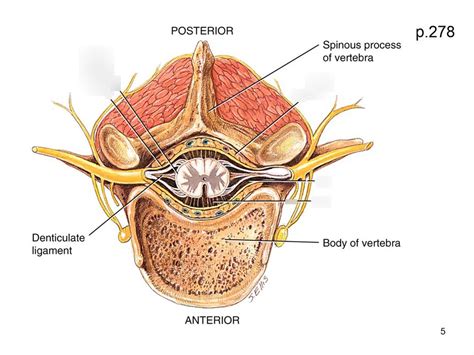 Transverse Section Of Spinal Cord Showing Meninges Diagram Quizlet