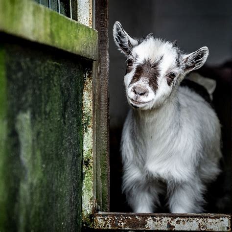 Everything You Need To Know About Having Pygmy Goats As Pets Miles