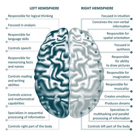Brain Left And Right Hemispheres Infographics Vector Illustration