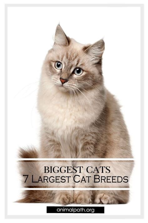 Find Out What Are The 7 Biggest Domestic Cat Breeds In The World