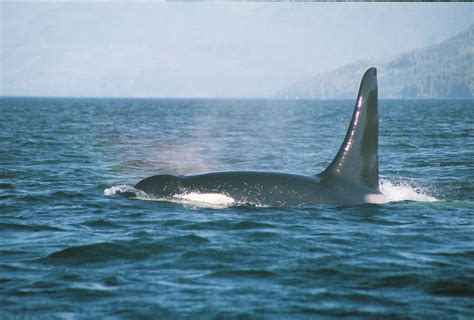 Big Male Orca By Our Boat Telegraph Cove British Columbia Orca
