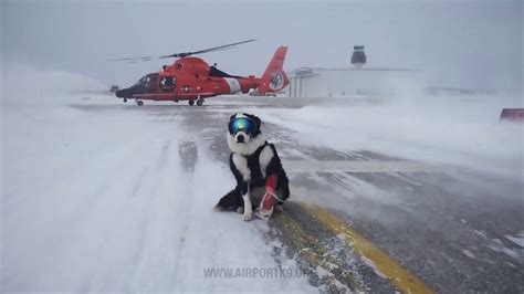 Piper The Airport Dog Becomes A Viral Video Internet Sensation