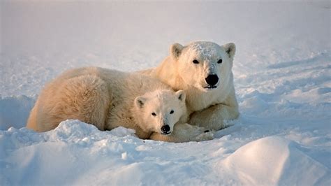 Polar Bear Photos Facts And Map Polar Bear Animals Polar Bears Live