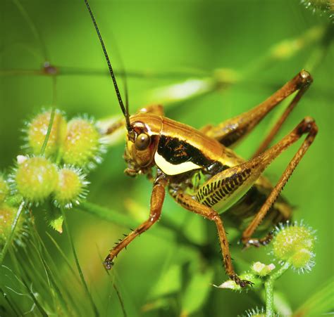 To prevent frost damage, cactus plants must be protected from the frost in the first place. How to Get Rid of Grasshoppers & Crickets | eHow