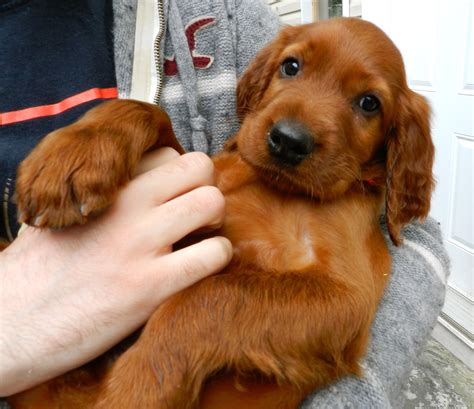 Meet the golden irish, a cross between retrievers and irish setters. Baby irish setter | Irish setter puppy, Irish setter dogs