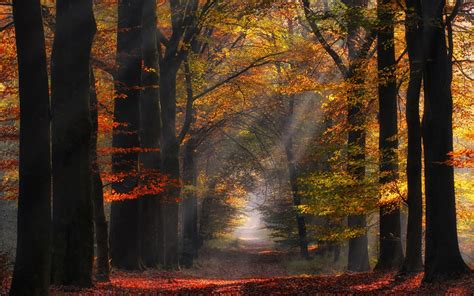 Morning Nature Path Sun Rays Landscape Netherlands