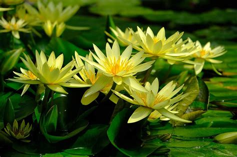 Water Lily Yellow Nature Pond Bloom Blossom Aquatic Plant Lake