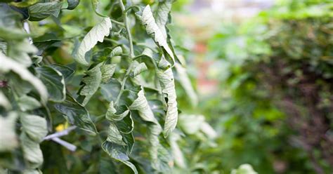 Tomato Leaves Curling Causes And Solutions Giy Plants