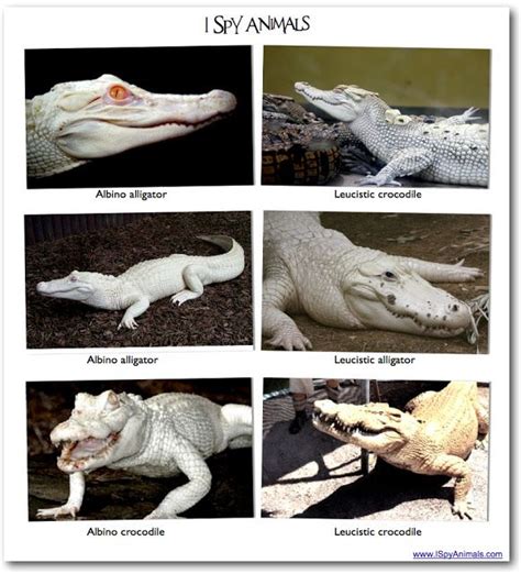 Leucistic Vs Albino Animals Albino Crocodiles
