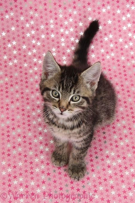 Cute Tabby Kitten Sitting On Starry Background Photo Wp35699