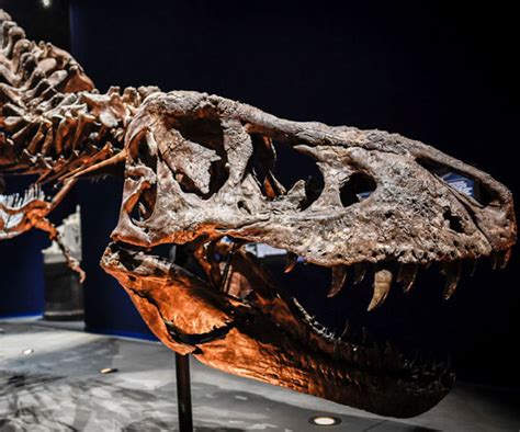 The Worlds Largest T Rex Fossil
