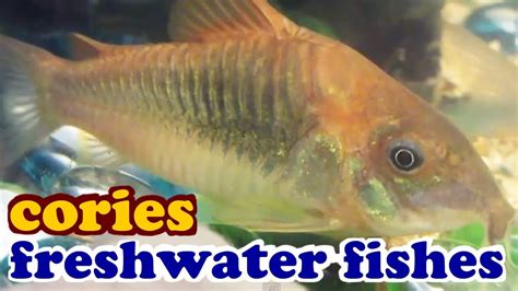 Freshwater Cory Cories Exotic Tropical Fish Tanks Aquariums Swimming
