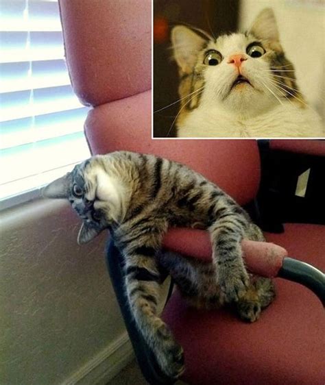 Cats Going Derp For Days 25 Pics
