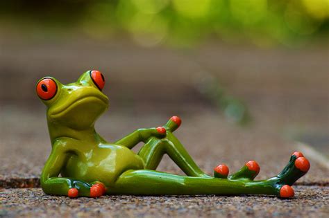 Free Images Sweet Cute Green Red Rest Amphibian Yellow Tree