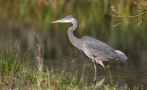 10 Marsh Birds Teaching Us About Wetlands Audubon New York