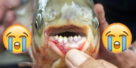 These Testicle Munching Fish From Brazil Are Horrific