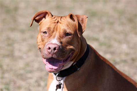 The Red Nose Pitbull The Facts About This American Terrier Animal