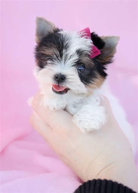Biewer Yorkies For Sale At Teacups Puppies And Boutique Teacups
