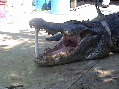 Florida Trapper Catches Monster 14 Foot Alligator In A Residential Lake
