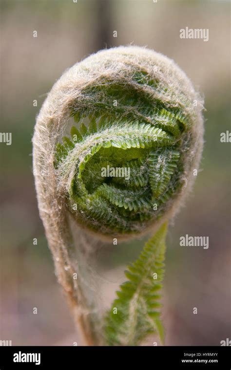 Wild Fern Frond Unfurling During The Spring Season Stock Photo Alamy