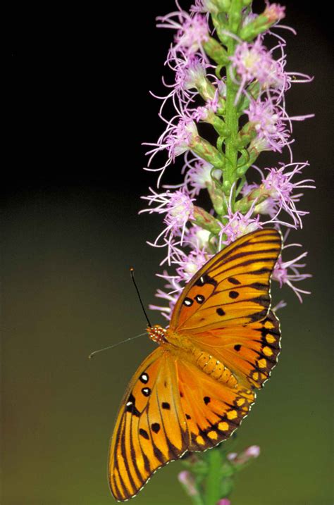 Imagen Gratis Golfo Fritillary Mariposa Insecto Agraulis Vanillae