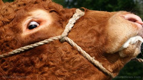 Experimental Covid 19 “vaccines” Could Cause Mad Cow Disease Experts Warn