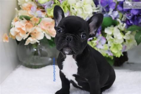 Check out our breed information our french bulldog puppies for sale come from either usda licensed commercial breeders or hobby breeders with no more than 5 breeding mothers. Thor: French Bulldog puppy for sale near Las Vegas, Nevada ...