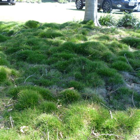 No Mow Grass Zoysia Tenuifolia Queensland Gardening Pages