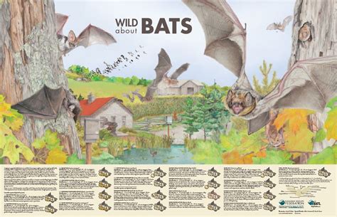 Canadian Wildlife Federation Wild About Bats Poster