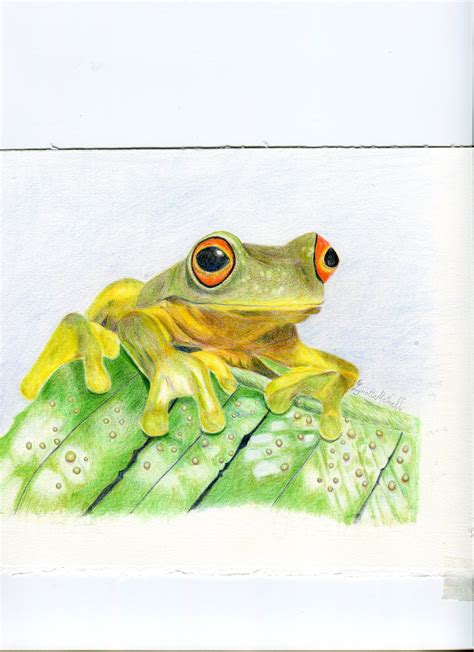 Pencil Frog Drawing