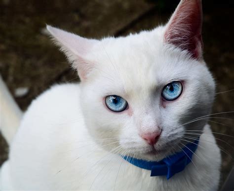 According to cornell university veterinarian james flanders, about 80 percent of white cats with two blue eyes will start to show signs of. TIL 65-85% of all white cats born with blue eyes are deaf ...