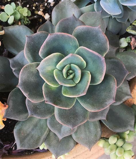 Echeveria alba beauty (with pup), (not so random). Blue prince😊 #blueprince #echeveria #echeveriablueprince # ...
