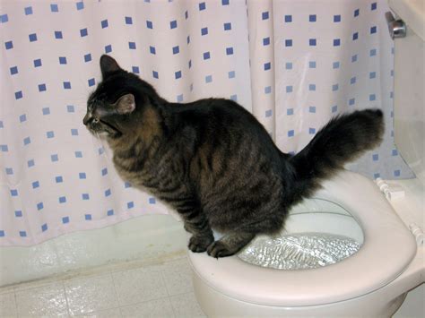 Why Is My Cat Peeing Everywhere Pet Experts Explain This Surprisingly