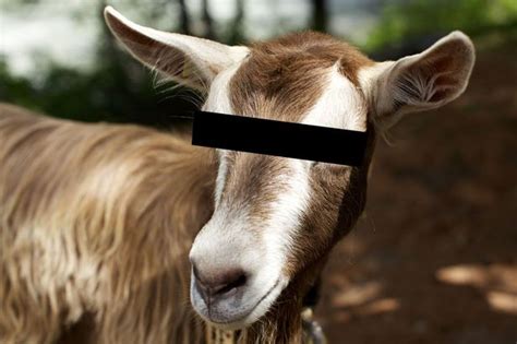 Man Arrested For ‘having Sex With Goat Admits Romps With