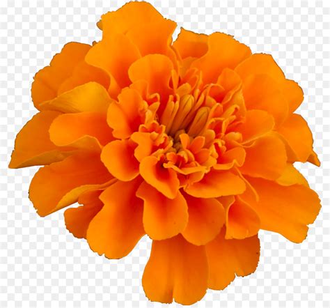 Marigold Flower Png Clip Art Library