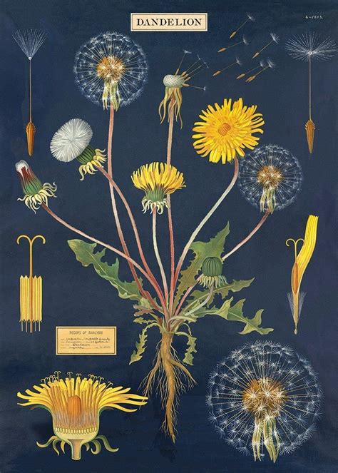 Dandelion Chart L10 Botanical Art Botanical Drawings Botanical Prints