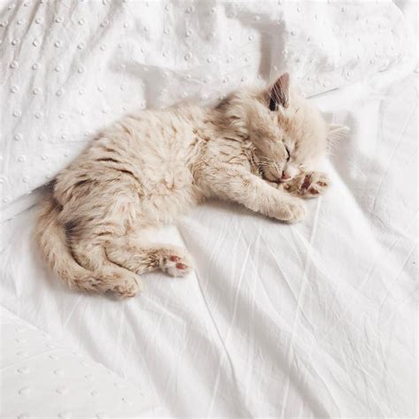 A Cat Is Sleeping On A White Sheet