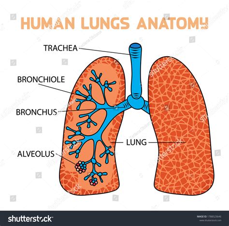 Human Lungs Anatomy Diagram Vector Illustration Stock Vector Royalty