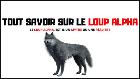 Loup Alpha Animal Totem Shop