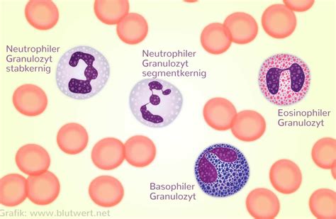 Eosinofiele Granulocyten