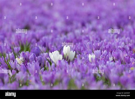 Close Up Of White Croci Flowering In Purple Carpet Of Blooming Crocuses