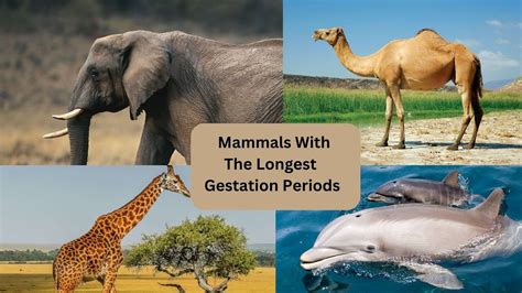 Mammals With The Longest Gestation Periods Youtube