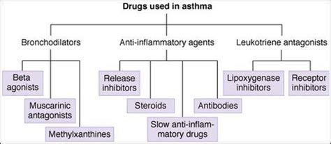 Bronchodilators And Other Drugs Used In Asthma Katzung And Trevors