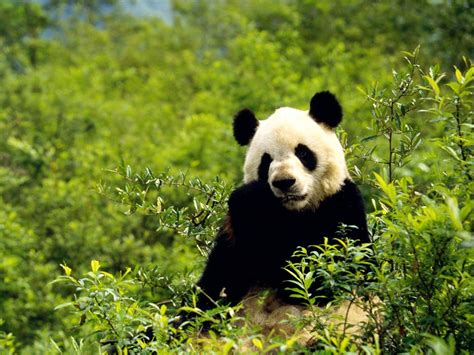 Panda Wallpapers Pictures Images