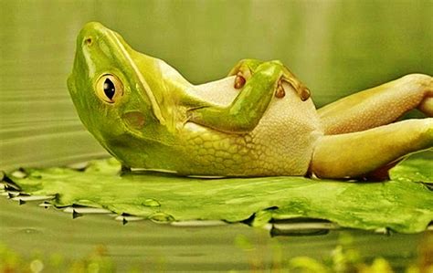 🔥 download lounging frog best funny wallpaper share this on by timothyh29 frog wallpaper for