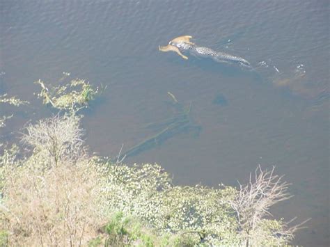 Alligator With A Deer Clutched In Its Jaws 6 Pics
