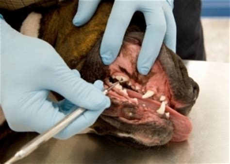 Visit our affordable skilled veterinarian in las vegas, nv. Pet Dental Care Las Vegas, Pet Dentist Las Vegas