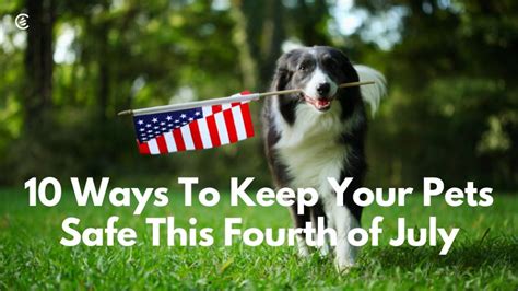 10 Ways To Keep Pets Safe This Fourth Of July Cedarcide
