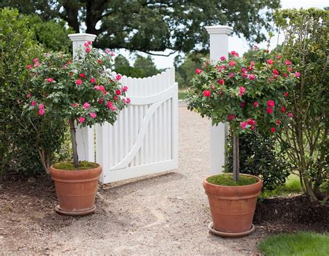 Growing Roses In Containers Tacoma Rose Society